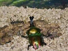 -上海大自然野生昆虫馆(东方明珠·爬宠昆虫探索中心)