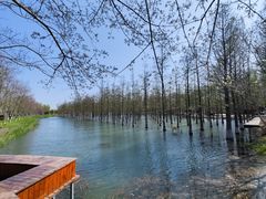 -泗洪洪泽湖湿地景区