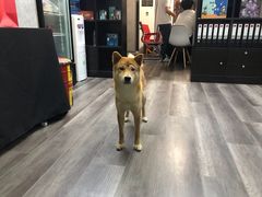 -猫尾侦探俱乐部·剧本杀·狼人杀