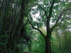 -西湖风景区十里琅珰-五云山