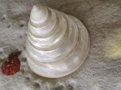 -青岛贝壳博物馆