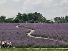 -紫颐香薰山谷景区