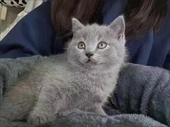 -客栈猫舍(中央北路店)