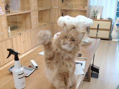 -猫十亿·布偶金渐层·曼基康矮脚猫舍(青年路店)