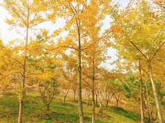 -千年银杏谷文化旅游区