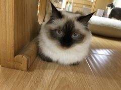 -猫和宫(六道口店)