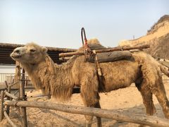 -古柏渡飞黄旅游区