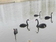 -沈阳鸟岛