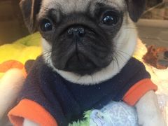 -康乐宝动物医院