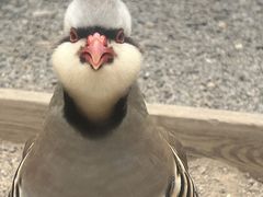 -青藏高原野生动物园