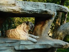 -北京野生动物园