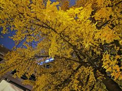 -成都峨眉雪芽大酒店