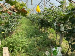 -马陆小张葡萄园农家乐