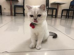 -鼓捣猫呢主题猫咖店