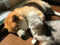 -爪爪喵星球·猫舍(前海卓越店)