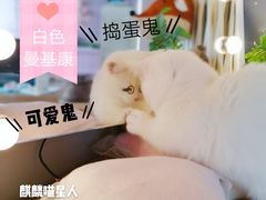 -70cat德文卷毛猫·缅因猫纯种猫舍