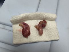 -乖乖宠物医院·猫科·骨科·24小时(云岗分院)