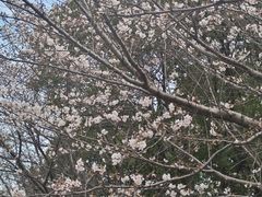 -高东镇樱花园