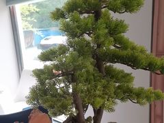 -顺峰(农展馆店)