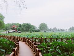 -洪湖生态旅游区