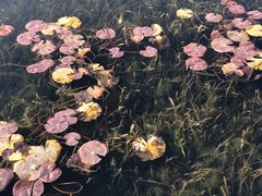 -白鹭湾湿地公园