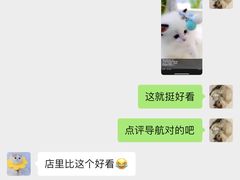 -喵百万·布偶·蓝金金渐层英短·猫舍(百子湾店)