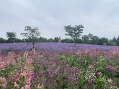 -同里国家湿地公园