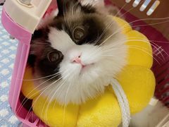 -纳吉亚猫专科动物医院博雅分院
