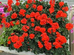 -金三角花鸟鱼综合市场-地面停车场