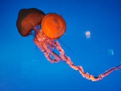 -太平洋海底世界