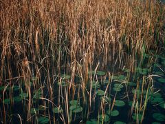 -白鹭湾湿地公园