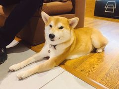 -柴务处·柴犬主题狗咖