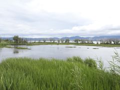 -洱海月湿地公园