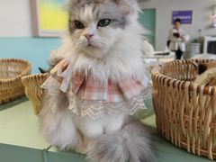 -怪兽屋·羊驼·猫咖·狗咖(俊华广场店)