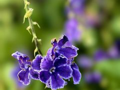 -番禺广场(市桥街道)