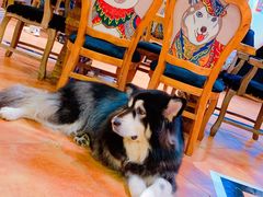 -more than meow吴止猫主题餐厅(承德 中船汇店)