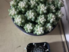 -李村大集