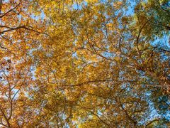 -肖记公安牛肉鱼杂馆·省级非物质文化遗产(三角路直营店)