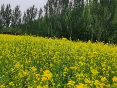 -长白岛森林公园