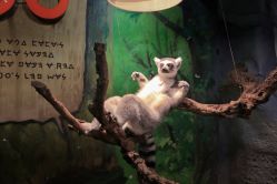 -Zoolung Zoolung动物主题公园(海信广场店)