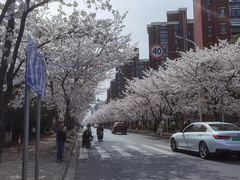 -高东镇樱花园