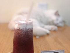 -滚猫咖啡·猫咖·猫友好撸猫(未来城店)