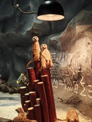 点击看大图 -Zoolung Zoolung动物主题公园(海信广场店)