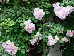 -艺圃