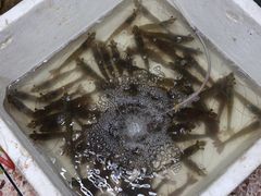 -成发鱼生