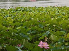 -莲花池公园