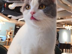 -遇见羊驼·奶狗咖·布偶猫咖·法斗柯基柴犬阿拉斯加(春熙路太古里IFS店)