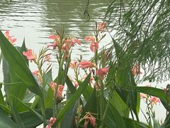 -海珠湖公园