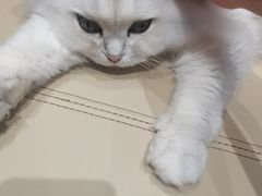 -萌喵宠狗爱心宠咖