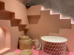 -猫儿山۰猫主题餐厅